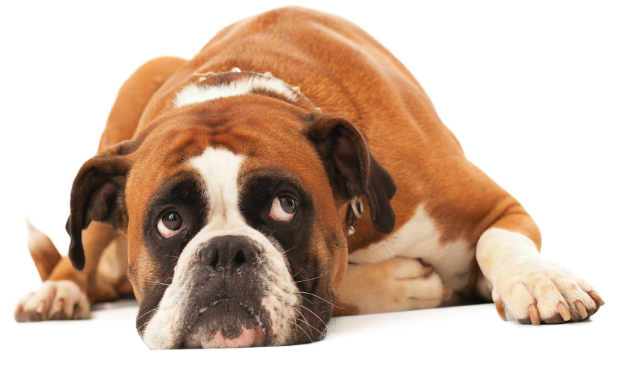 Sad Dog Image